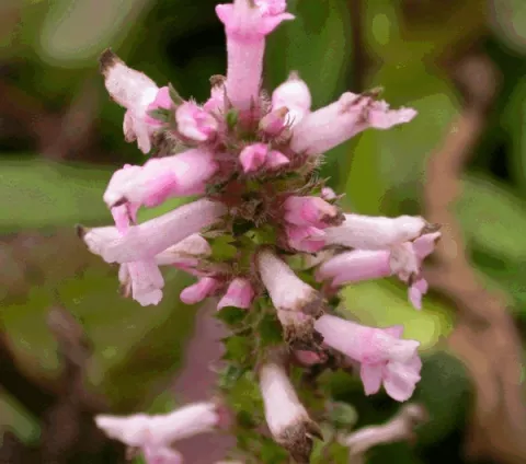 Stachys monnieri 'Rosea'
