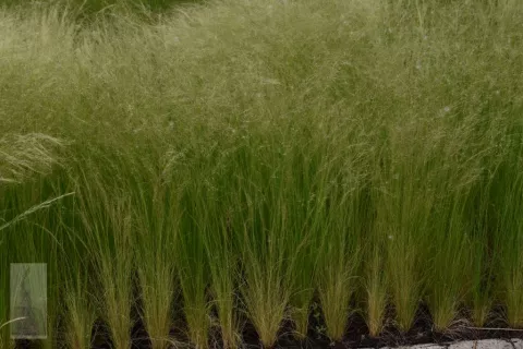 Stipa tenuissima