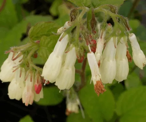 Symphytum grandiflorum
