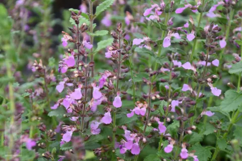 Teucrium chamaedrys