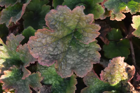 Tellima grandiflora 'Forest Frost'