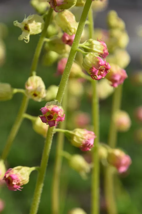 Tellima grandiflora 'Forest Frost'