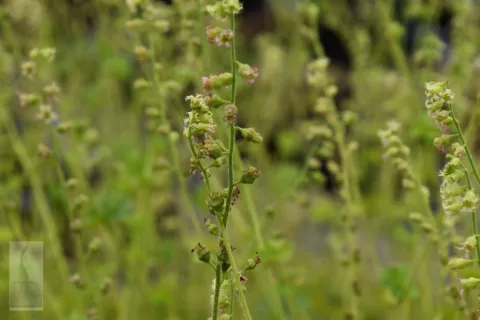 Tellima grandiflora
