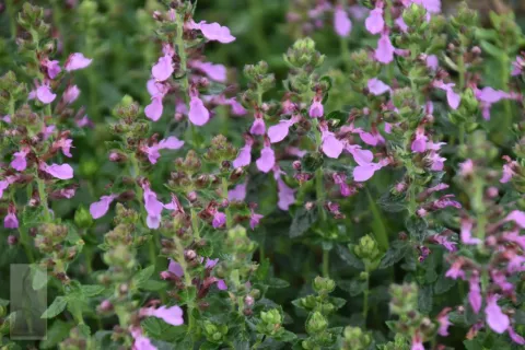Teucrium chamaedrys 'Nanum'