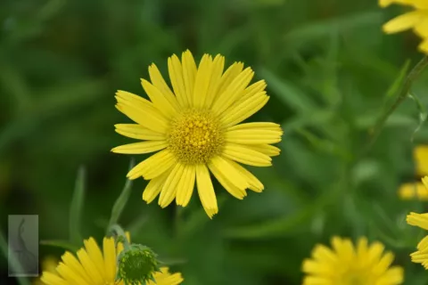 Telekia speciosa (Buphthalmum)