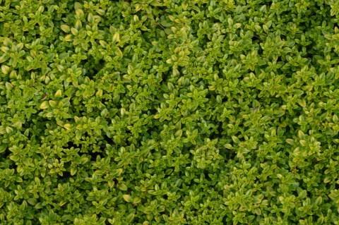 Thymus citriodorus 'Bertram Anderson'