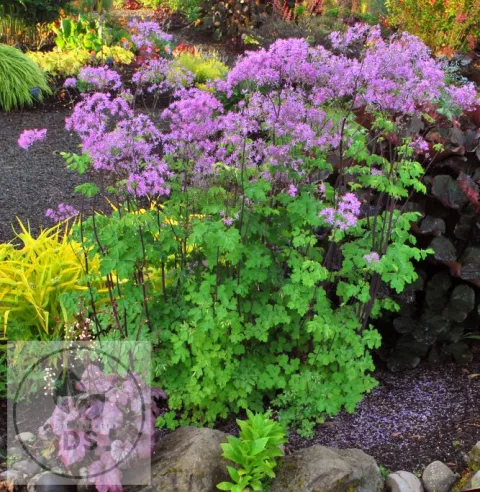 Thalictrum 'Black Stockings'