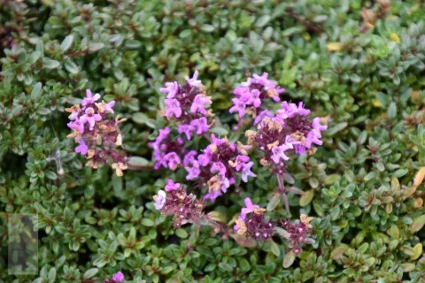 Thymus praecox 'Coccineus'