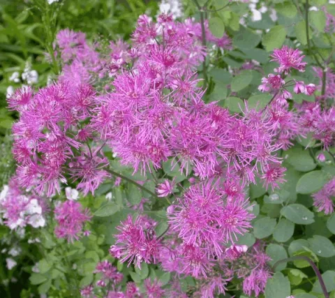 Thalictrum delavayi (dipterocarpum)