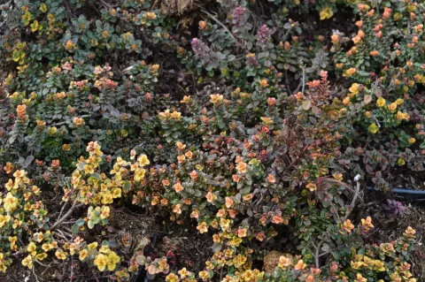 Thymus 'Doone Valley'