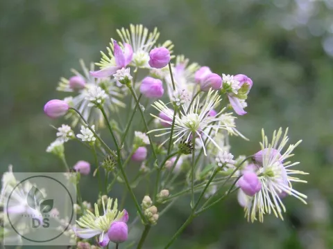 Thalictrum hybr. 'Elin'