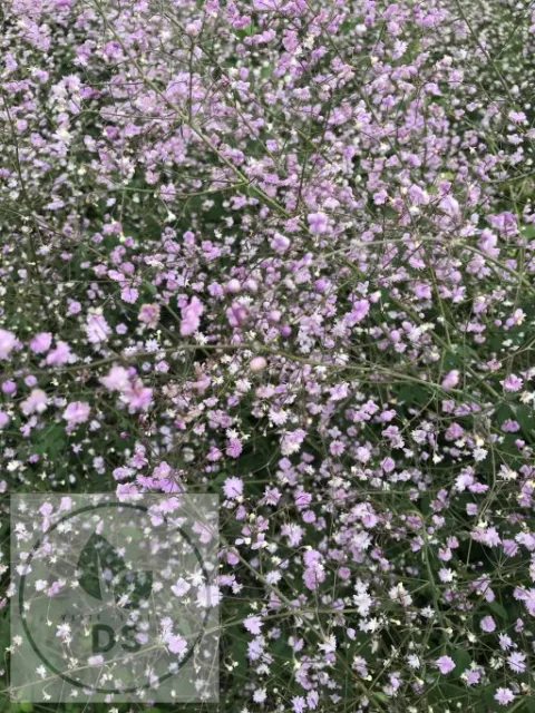 Thalictrum del. 'Hewitt's Double'