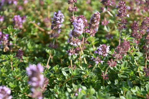 Thymus pulegioides