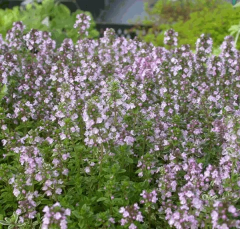 Thymus citriodorus 'Silver Queen'