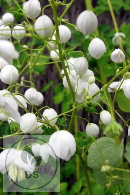 Thalictrum hybr. 'Splendide White'