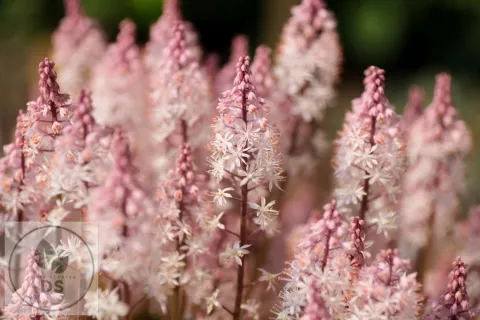 Tiarella 'Angel Wings'