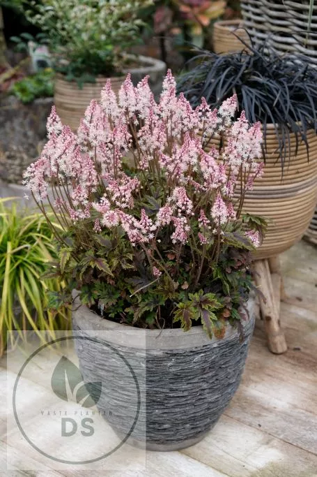Tiarella 'Angel Wings'