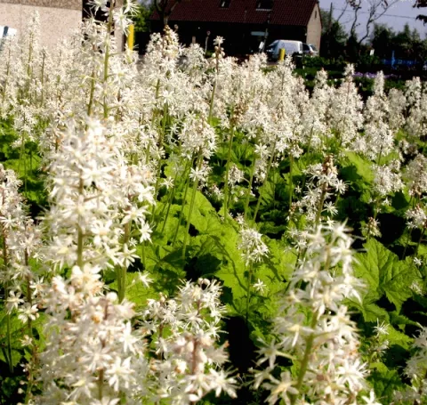 Tiarella cordifolia