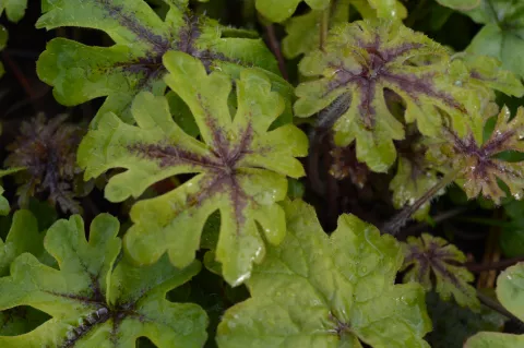 Tiarella 'Iron Butterfly'