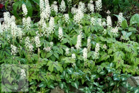 Tiarella 'Jeepers Creepers'