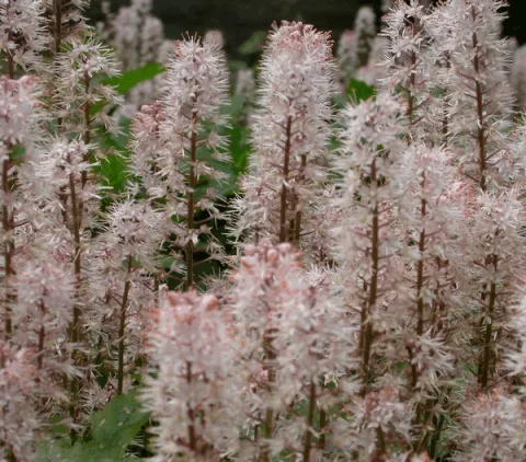 Tiarella 'Pink Bouquet'