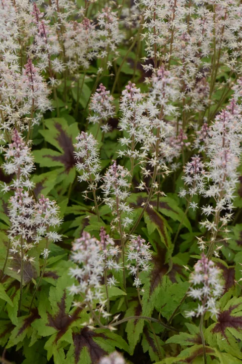 Tiarella 'Sugar and Spice'