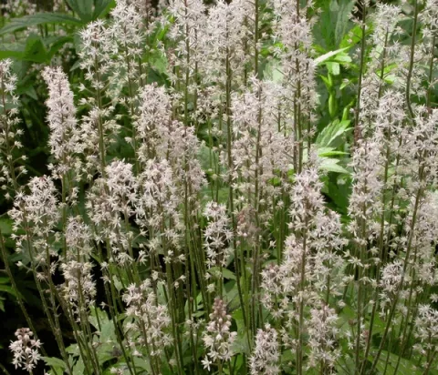 Tiarella 'Skeleton Key'