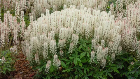 Tiarella 'Spring Symphony'
