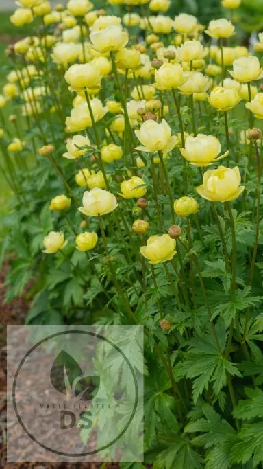 Trollius 'Cheddar'