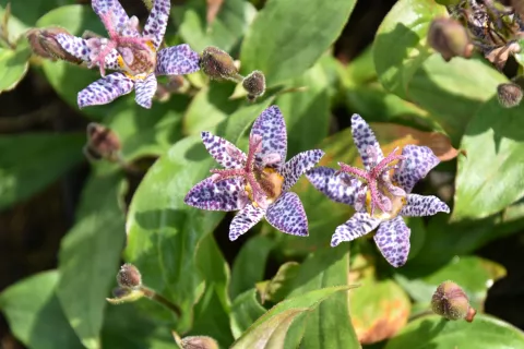 Tricyrthis 'Dark Form'