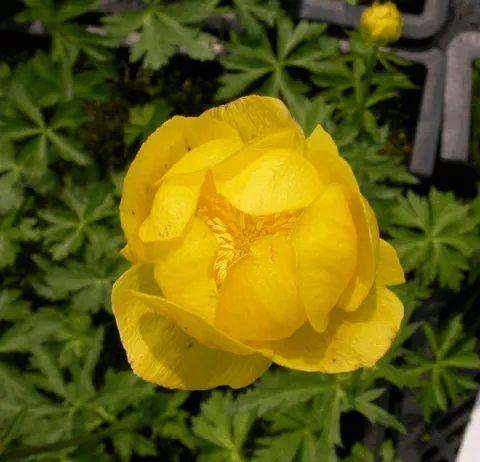 Trollius europaeus
