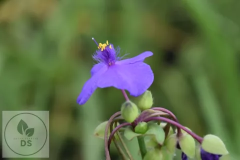 Tradescantia (A) 'Leonora'