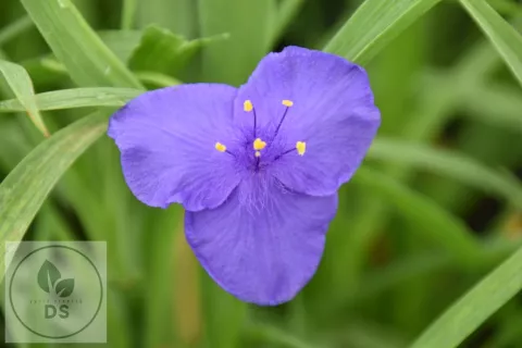 Tradescantia (A) 'Leonora'