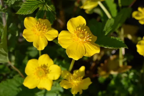 Trollius pumilus