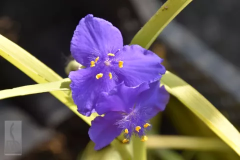 Tradescantia (A) 'Sweet Kate'