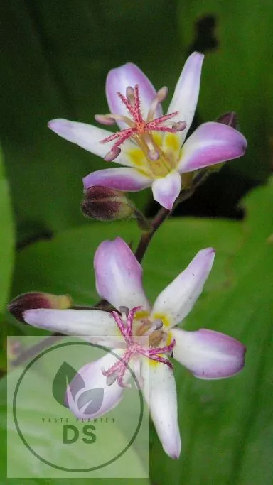 Tricyrtis 'Tojen'