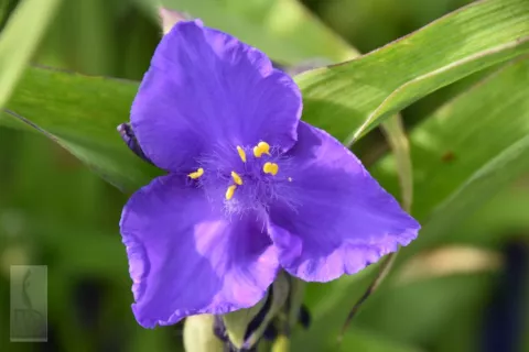 Tradescantia (A) 'Zwanenburg Blue'