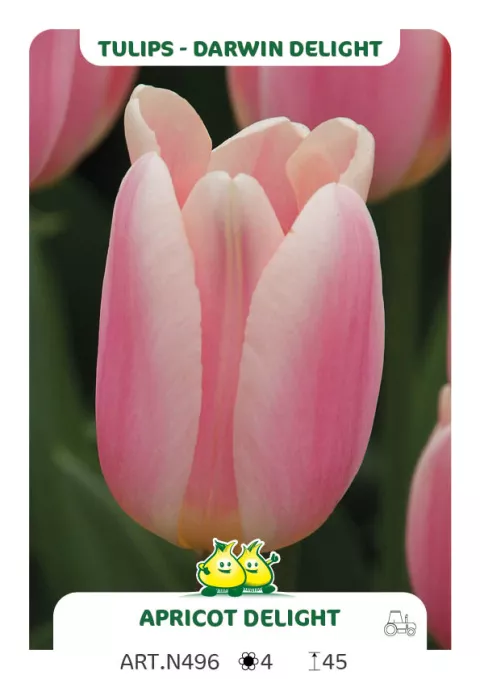 Tulipa Darwin Delight 'Apricot Delight'