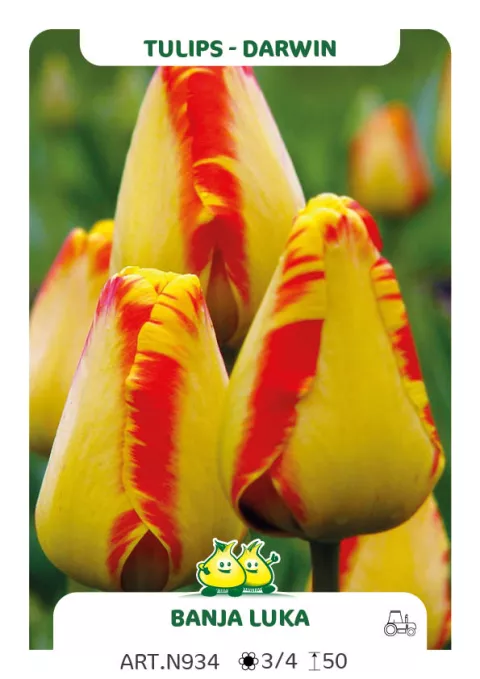 Tulipa Darwin hybr. 'Banja Luka'