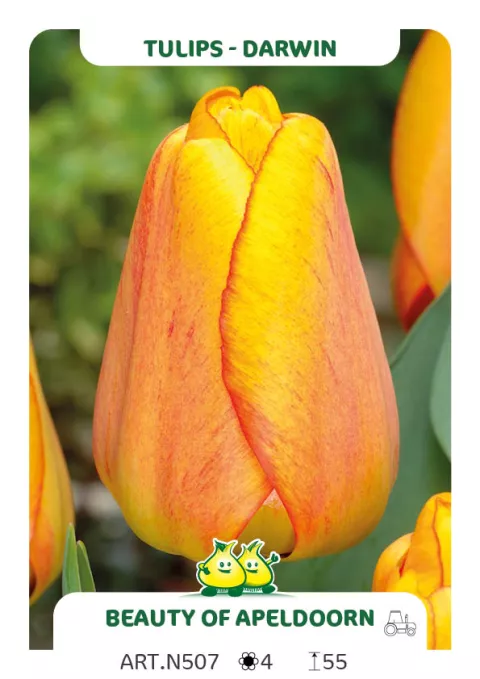 Tulipa Darwin hybr. 'Beauty of Apeldoorn'