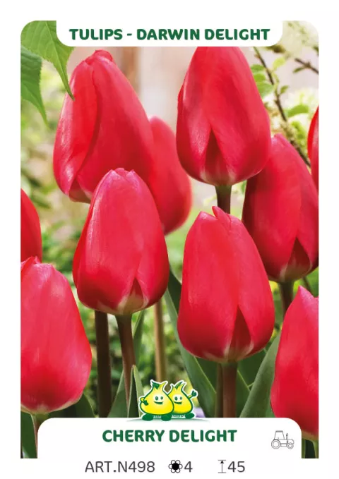 Tulipa Darwin Delight 'Cherry Delight'