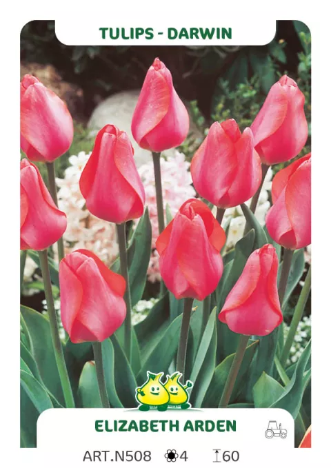 Tulipa Darwin hybr. 'Elzabeth Arden'