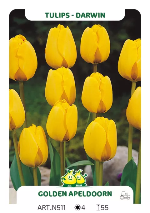Tulipa Darwin hybr. 'Golden Apeldoorn'