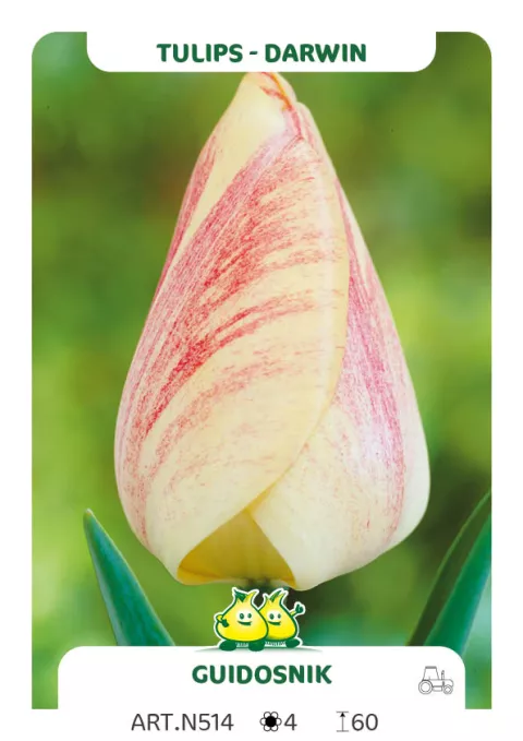 Tulipa Darwin hybr. 'Guidosnik'
