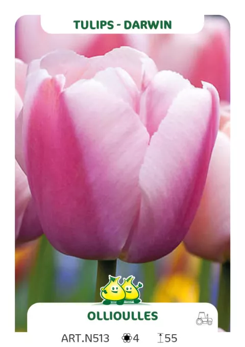 Tulipa Darwin hybr. 'Ollioules'