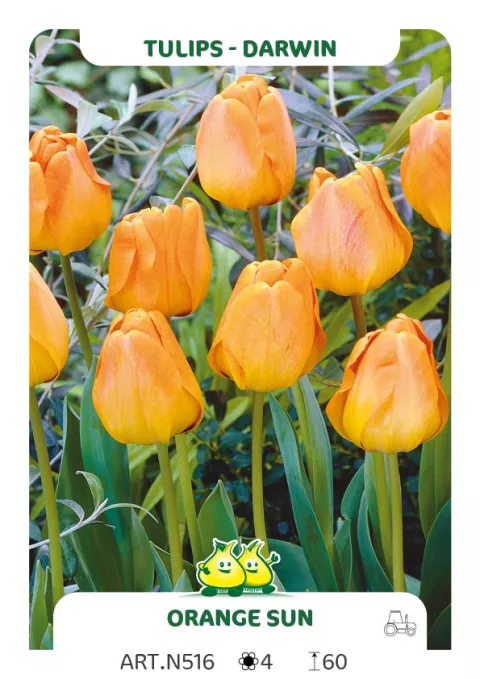 Tulipa Darwin hybr. 'Oranjezon'