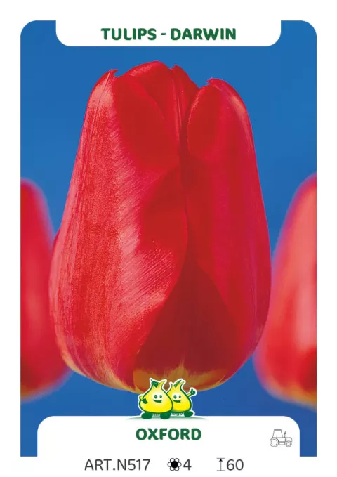 Tulipa Darwin hybr. 'Oxford'