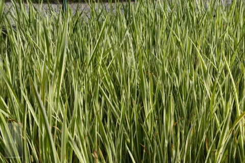 Typha latifolia 'Variegata'