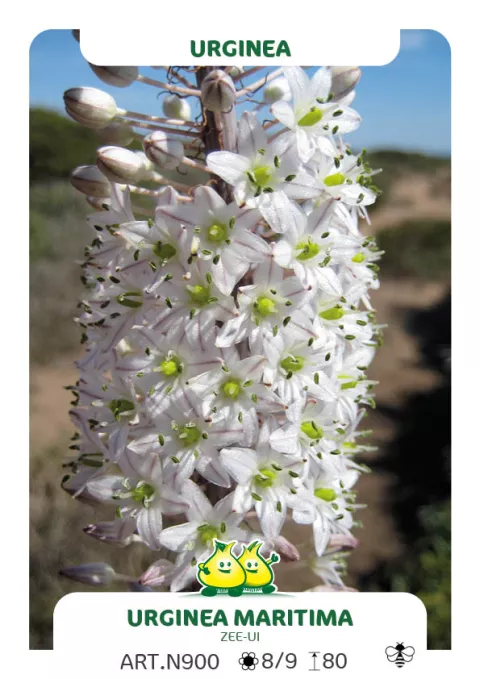 Urginea maritima (zeeui)