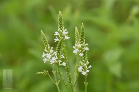Verbena hastata 'Alba'